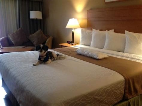 best western pet policy|Best Western Hotels & Resorts Pet Policy .